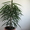 Продам комнатное растение - фикус Биннедийка Али. #230136