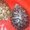черепахи водяные красноухие #440852