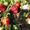 Оздоровленный посадочный материал земляники садовой (клубника),  ранние Даренка #681489