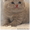 британские котята #786953