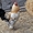 Цыплят,  Инкубационные Яйца лохмоногих курей #869680