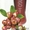 Целебный сок XANGO #932740
