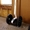 Black Segway i2 Transporter #942779