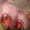 Орхидеи фаленопсис в ассортименте #987144