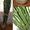 Молочай Трехгранный (Euphorbia Trigona),  210 см #1025598