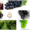 Саженцы винограда (ЗКС,  4 сорта) #1055881