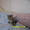 Отдам котят в добрые и заботливые руки #1135322