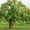 Обрезка плодовых деревьев #1179735