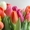 Цветы Тюльпаны по 150 тенге #1221120