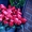 Голландские розы в Караганде с доставкой за 60 минут #1213068