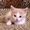 Персиковый котенок в добрые руки #1320827