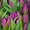 Тюльпаны (Tulip) к 8 марта #1529012