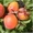 Саженцы абрикоса Харкот,  Сомо,  Эрли оранж #1536348