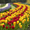 Луковицы тюльпанов для озеленения #1537390