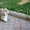 Вельш Корги Пемброк щенки из питомника «Nivas Joy»   #1582549