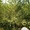 Берёзы деревья крупномеры Алматы от 6000 тг. #1555339