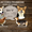 Питомник «NivasJoy» #1590365