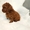 Toy Poodle puppies in red with pedigree #1741514
