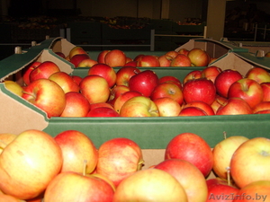 Польские яблоки #64455