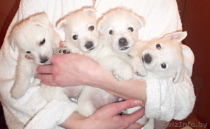 Купить щенка Вест хайленд уайт терьер #1222119