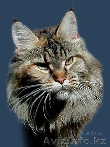 Продаются котята породы мейн-кун  #2478