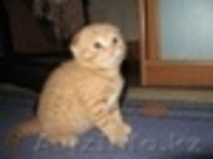  Продаётся    шотландские вислоухие котята #2932