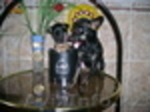 Продаётся Той-терьера щенки,  девочка #2281