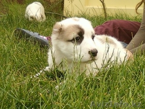 Щенков породы алабая #5404