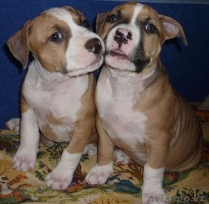 щенки американ. стаффордширского терьера #4427