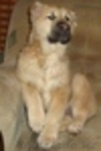   Продаётся   щенок Алабая (среднеазиатская овчарка)девочка. #3363