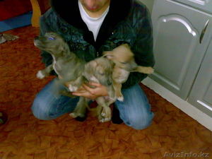 Щенки Стаффорд! #6491