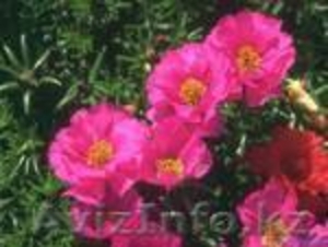 Выращиваю Рассаду цветов на заказ для организаций,  учреждений ,  магазинов,  кафе  #5208