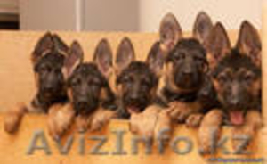 НЕМЕЦКИЕ ОВЧАРКИ #11367