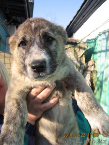 Продам щенков алабая #16783