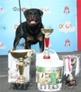 Ротвейлера Щенки #15580