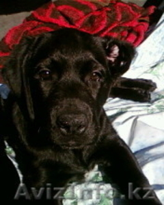 Лабрадор-ретривер #16395