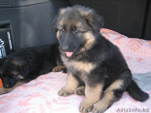 Щенки немецкой овчарки #18351