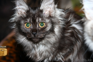 отдам в добрые руки Бойцовских  котят!!! #18448