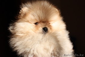 Щенок померанского шпица #18358