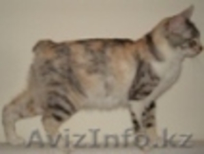 Курильский бобтейл котята #18256