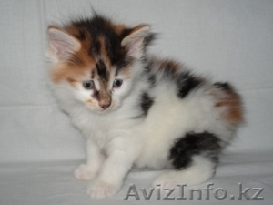 котята  бобтейл Курильский #18258