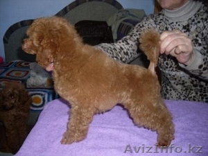 Щенок минипуделя ждет хозяина #18078