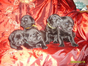 Щенки лабрадора #16310