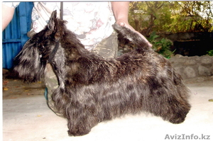  щенки скотч-терьера #12775