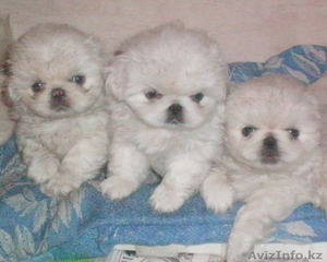 Продам щенят ПЕКИНЕСА белых,  27.01.2010 г.р. #15455