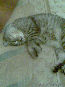 продам британского кота #17900