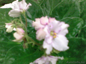 Фиалки комнатные #21163