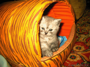 ПРОДАМ БРИТАНСКИХ КОТЯТ!!! #25384