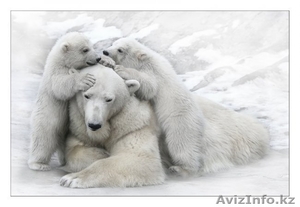 тоо''Антарэкс '' Тел:50-00-35 #24295