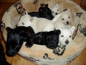 Щенки скотч-терьера #23282